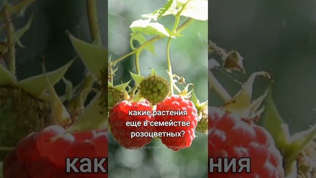 Куда нельзя сажать малину? смотреть онлайн