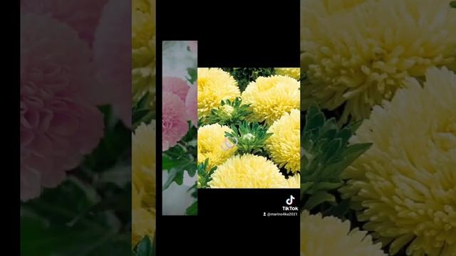 Астры и хризантемы. смотреть онлайн