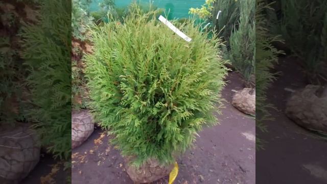 28 сентября 2022. Новинки шаровидных туй! Туя Даника, Туя Хозери, Туя Глобоза, Туя Литл Чемпион СПб смотреть онлайн