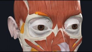 Мышца, сморщивающая бровь (m. corrugator supercilii) 3D Анатомия