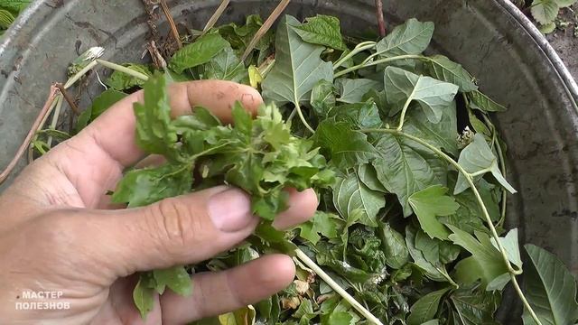 Лучшее средство от тли на смородине и не только. Как избавиться от тли простым способом смотреть онлайн