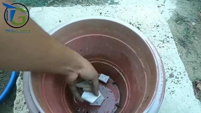 how to grow hibiscus plant in a pot ::
My new variegated hibiscus❤ смотреть онлайн