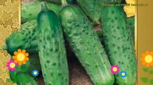 Огурец гибридный Нежинский 12. Краткий обзор, описание характеристик, где купить семена Nezhinskiy