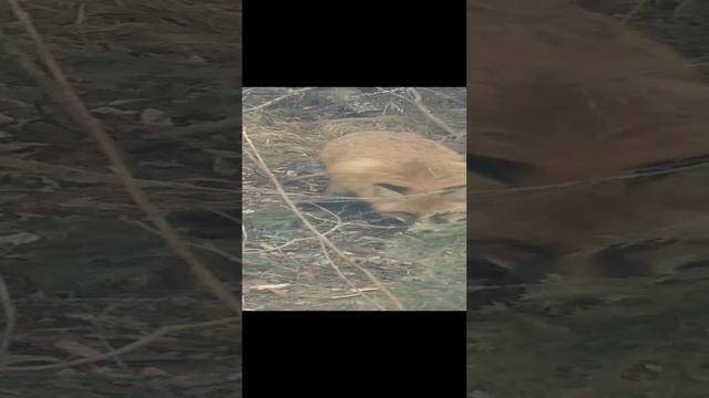 лиса человека сторонится но не боится