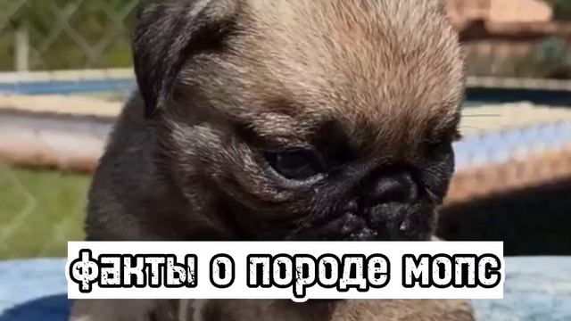 🐶факты о породе мопс🐶 смотреть онлайн