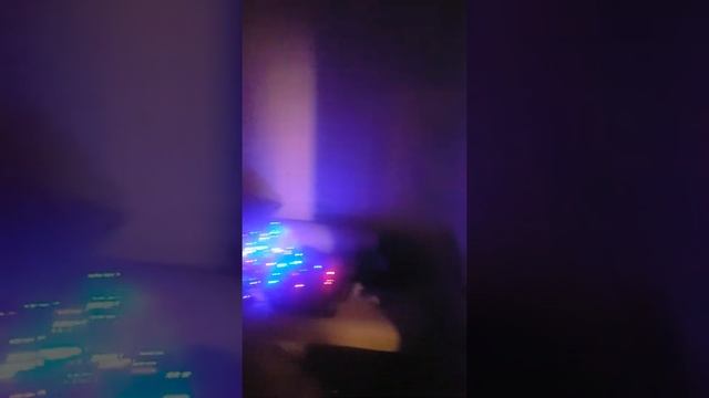 Императорский удав и котик