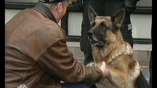 Возвращение Мухтара MV смотреть онлайн