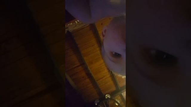 Pandora and Luna song v1 смотреть онлайн