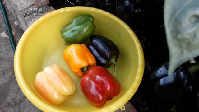 #сад #сладкийперец /Сладкие перцы ( лат. capsicum annuum) в теплице . Маленький секрет выращивани смотреть онлайн