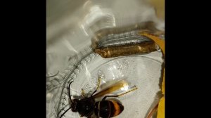 Королева азиатского шершня в неволе. Охотник на шершня