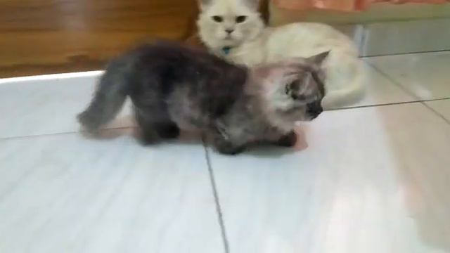 kucing cebol munchkin(1) смотреть онлайн