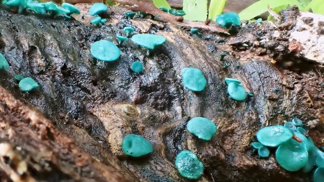 Fungi for Land (Short) смотреть онлайн