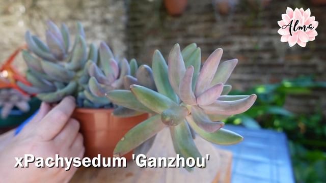 xPachysedum Ganzhou #LaSuculentaElegidadelDía смотреть онлайн