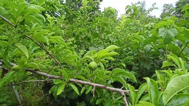 Dacha update :) смотреть онлайн