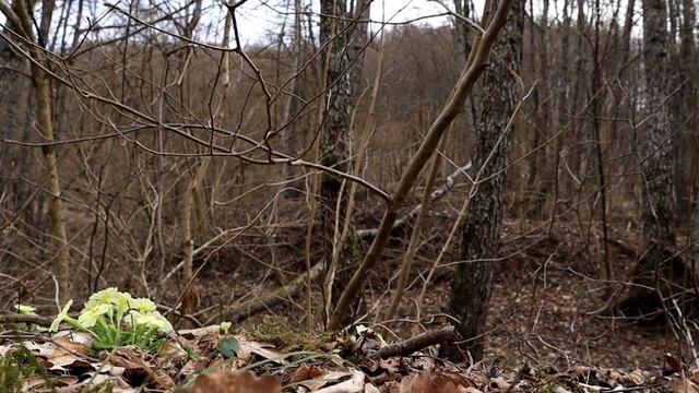 Лесные цветы весной. Не только красиво, но и ... смотреть онлайн