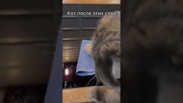 У кого есть домашние животные? 😅