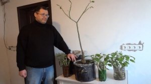 Как хранить БРУГМАНСИЮ ЗИМОЙ