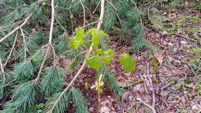 Собаки бегают по весеннему лесу по дороге на дачу. Ржавчина. Цветущие кусты. смотреть онлайн