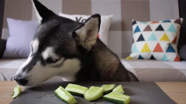 ASMR ROXY/ОГУРЕЦ VS МОРКОВКА смотреть онлайн