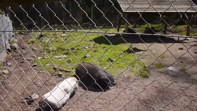 ВЛОГ Экскурсия | Верхние Мандроги 11.06.17. смотреть онлайн