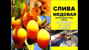 Слива в Сибири_посадка 🌷Сажаем Сливу сорта Медовая на Холм весной 🌷Характеристика сорта сливы