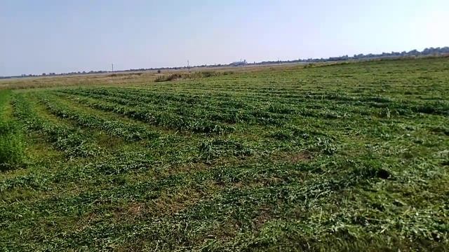 4-тый укос Люцерны, а у вас как? смотреть онлайн