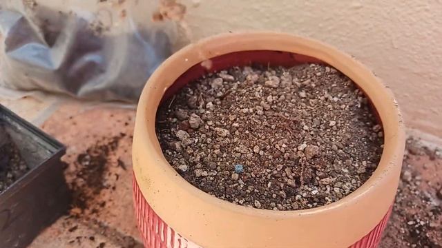 Los Cuidados de Adromischus Cooperi Y pachyphytum compactum. смотреть онлайн