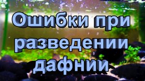 Ошибки при разведении дафнии
