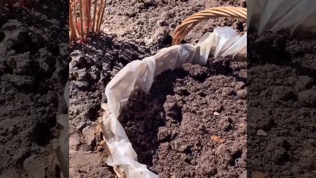 ПЕТУНИЯ - красивый декор для сада. смотреть онлайн