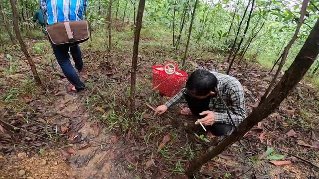 Hành trình vào rừng hái cả tạ nấm tràm (Tylopilus felleus) смотреть онлайн