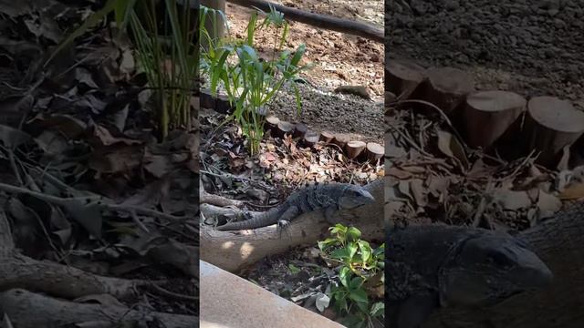 Игуана /Мексика смотреть онлайн