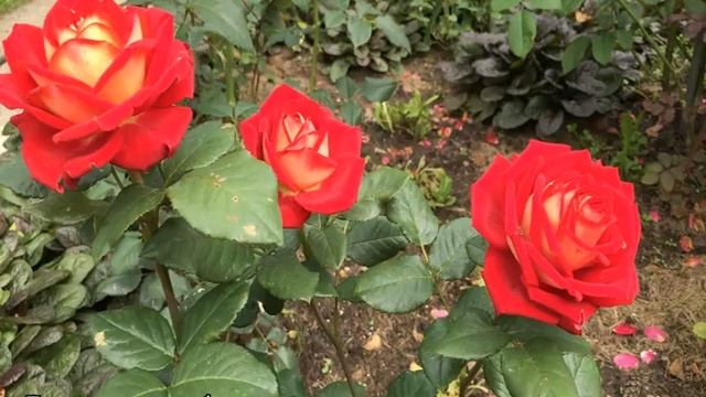 Роза Осирия (Osiria) — описание сорта из Германии