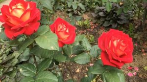 Роза Осирия (Osiria) — описание сорта из Германии