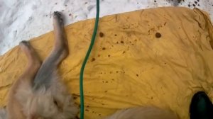 Страшный запор у овчарки (копростаз)