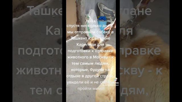 #приют #нашибудни #делайдобро #помощьбездомнымживотным #Самарканд #terra_vita_sam #terra_vita_uz смотреть онлайн