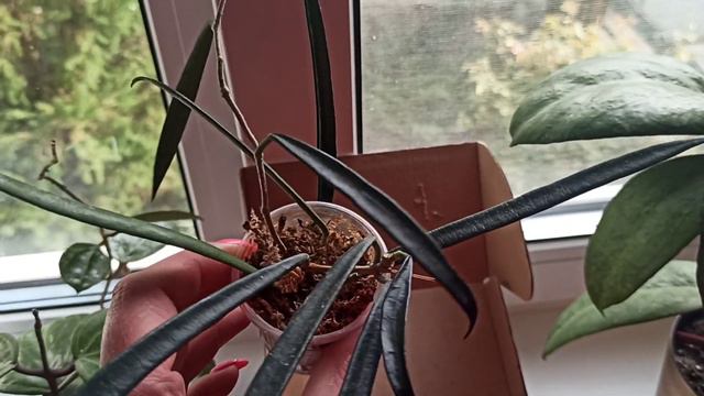 Новая хойя Shepherdii🌿