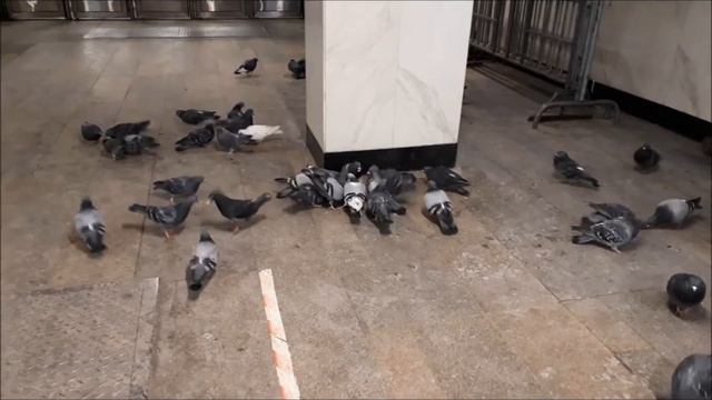 Китай-город Голуби смотреть онлайн