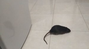 Как приучить крысу к выгулу!!! ВЫГУЛ КРЫС!