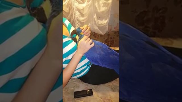 Гиацинтик балдеет!) смотреть онлайн