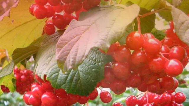 Калина смотреть онлайн