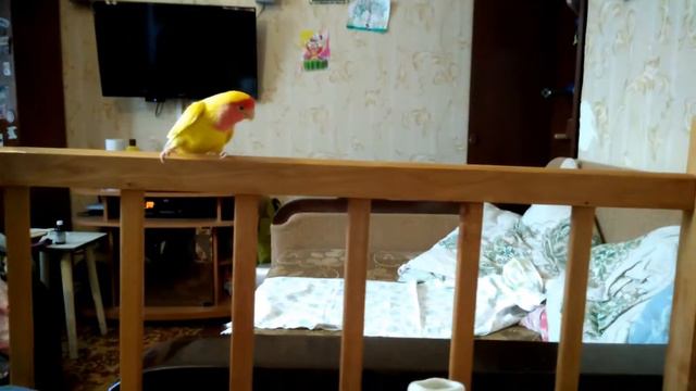 Рома стрижка попугай Настя смотреть онлайн