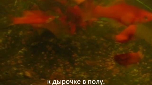 Где спит рыбка? смотреть онлайн