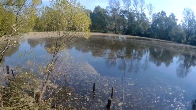 Ловля рыбы в пруду.Поплавок и проверенная ловушка - кормушка с сетью! смотреть онлайн
