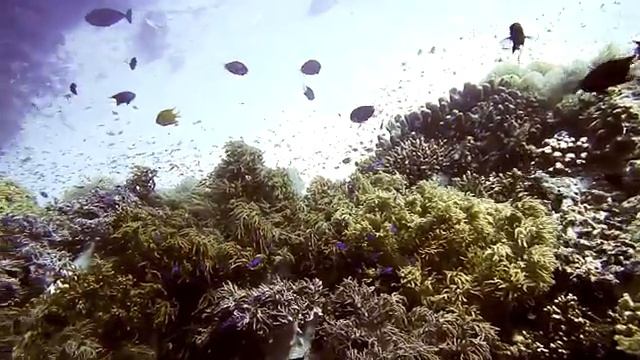 Black Rock South - Tubbataha Reefs Natural Park смотреть онлайн