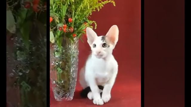 Котенок ориентальной породы смотреть онлайн