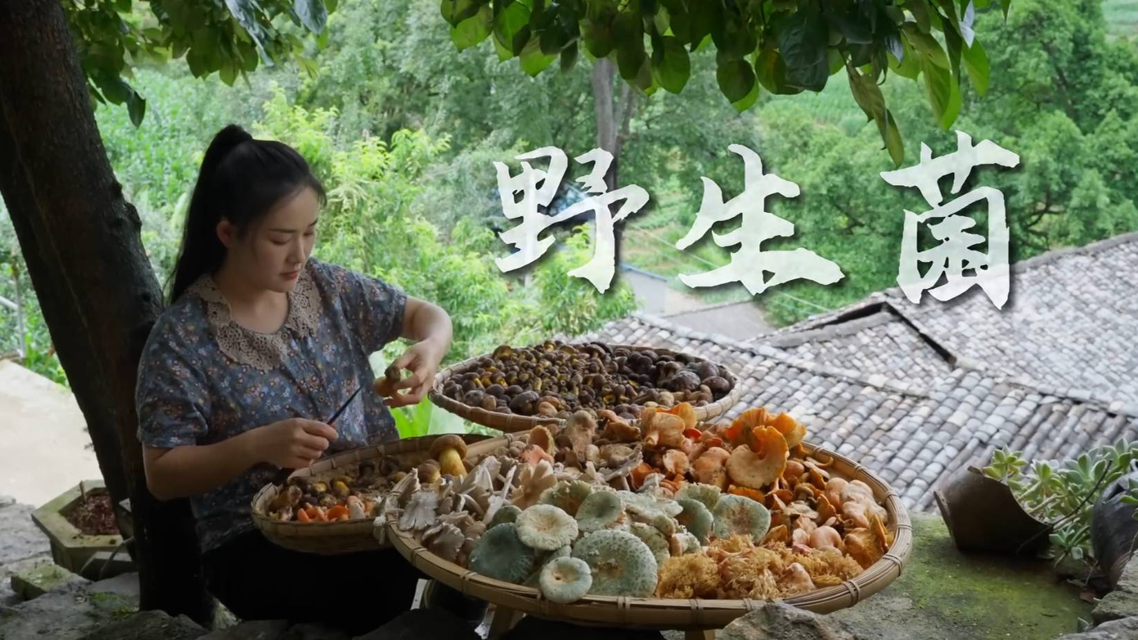 Yunnan People Are Currently Obsessed With One Thing： Mushroom Foraging In The Mountains…