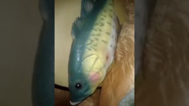 Моя рыбка! смотреть онлайн