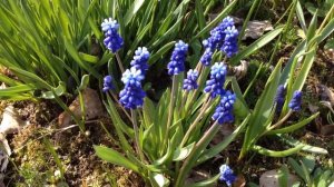 Что цветет в саду в апреле