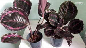 Обзор коллекции калатей. Калатея зацвела!
