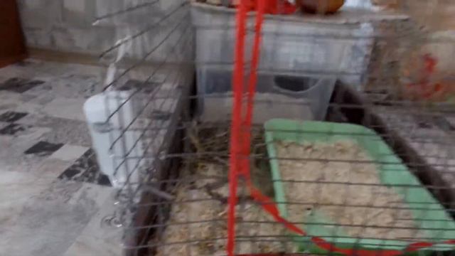 Шиншилла Шуша смотреть онлайн